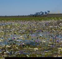 230pm Safari Cruise 1.5 Hours - Accommodation 4U