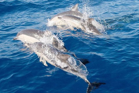 Port Stephens Day Tour From Sydney Including 4WD, Sandboarding And Dolphins - Accommodation 4U 0
