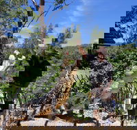 Private Shoalhaven Zoo Experience from Sydney - Accommodation 4U