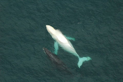 Coffs Harbour Whale Watch Experience - Accommodation 4U 1