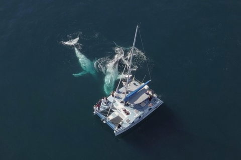 Coffs Harbour Whale Watch Experience - Accommodation 4U 0