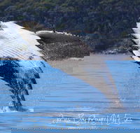 Whale Watching Jervis Bay - Accommodation 4U