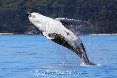 Whale Watching Jervis Bay - Accommodation 4U 0