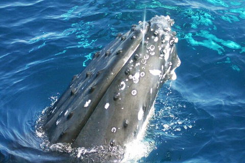 Whale Watching Jervis Bay - Accommodation 4U 3