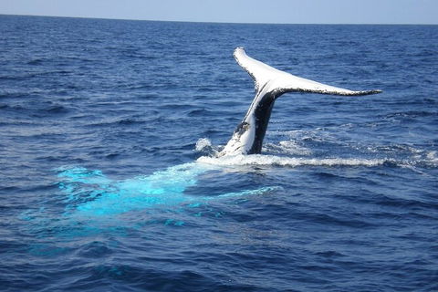 Whale Watching Jervis Bay - Accommodation 4U 7