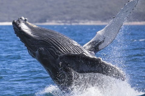 Whale Watching Jervis Bay - Accommodation 4U 2