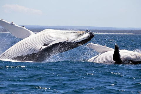 Whale Watching Jervis Bay - Accommodation 4U 4