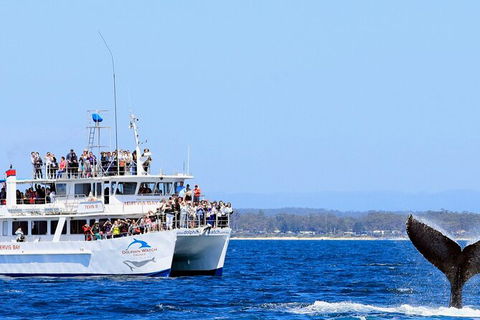 Whale Watching Jervis Bay - Accommodation 4U 6