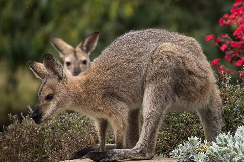 Newcastle And Central Coast Private Shore Excursion | Departs Newcastle Port - Accommodation 4U 1
