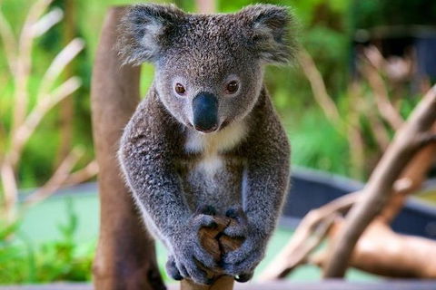 Newcastle And Central Coast Private Shore Excursion | Departs Newcastle Port - Accommodation 4U 10
