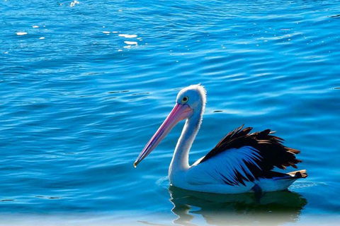 Newcastle And Central Coast Private Shore Excursion | Departs Newcastle Port - Accommodation 4U 7