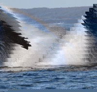 Jervis Bay Whale Watching Tour - Accommodation 4U