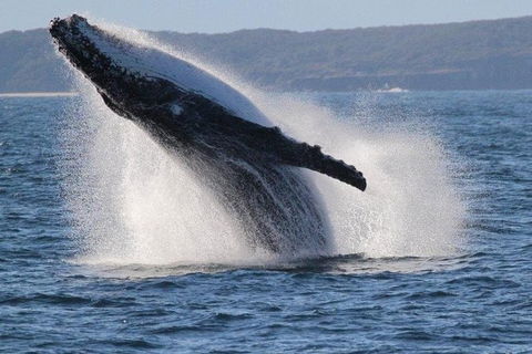 Jervis Bay Whale Watching Tour - Accommodation 4U 0