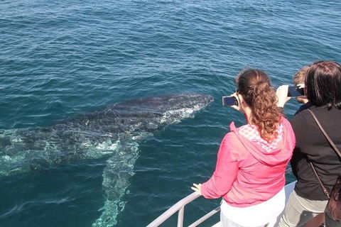 Jervis Bay Whale Watching Tour - Accommodation 4U 9