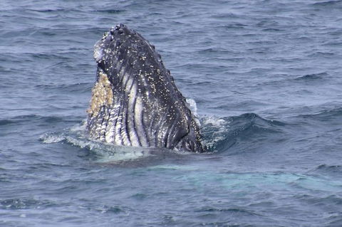 Jervis Bay Whale Watching Tour - Accommodation 4U 4