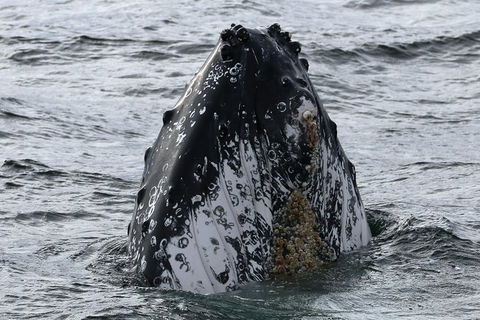 Jervis Bay Whale Watching Tour - Accommodation 4U 7