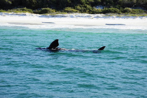 Jervis Bay Whale Watching Tour - Accommodation 4U 5