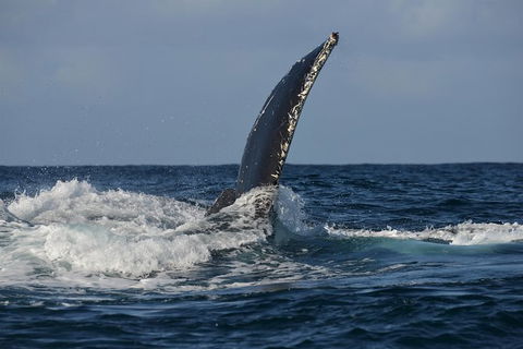 Jervis Bay Whale Watching Tour - Accommodation 4U 8