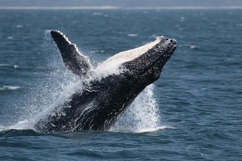 Jervis Bay Whale Watching Tour - Accommodation 4U 10