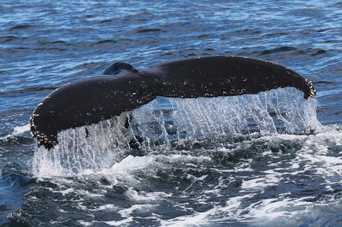 Jervis Bay Whale Watching Tour - Accommodation 4U 6