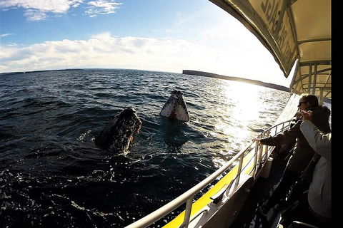 Jervis Bay Whale Watching Tour - Accommodation 4U 3