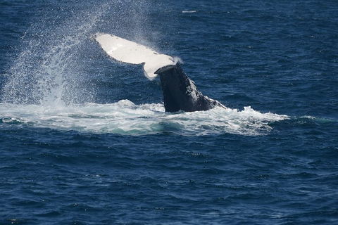 Jervis Bay Whale Watching Tour - Accommodation 4U 11