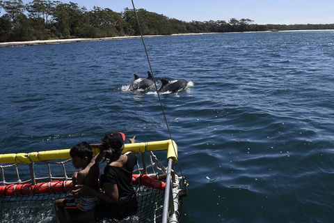 Jervis Bay Boom Netting And Dolphins Tour - Accommodation 4U 6