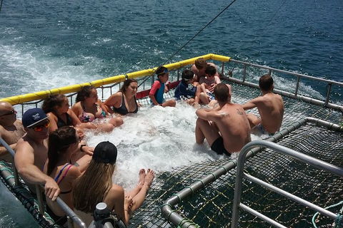 Jervis Bay Boom Netting And Dolphins Tour - Accommodation 4U 4