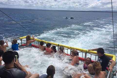 Jervis Bay Boom Netting And Dolphins Tour - Accommodation 4U 14