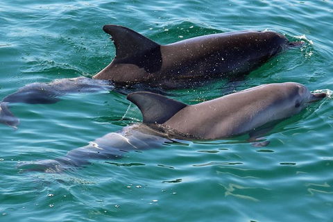 Jervis Bay Boom Netting And Dolphins Tour - Accommodation 4U 13