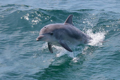 Jervis Bay Boom Netting And Dolphins Tour - Accommodation 4U 8
