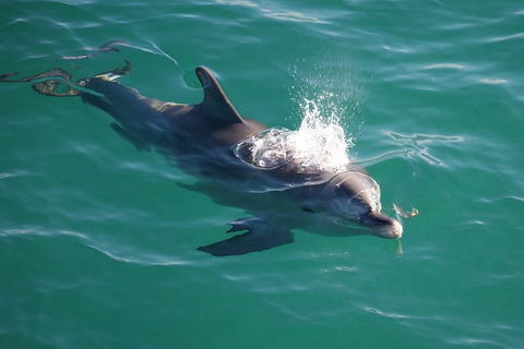 Jervis Bay Dolphin Watch Cruise - Accommodation 4U 6