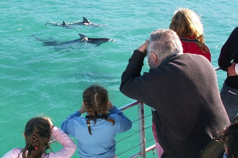 Jervis Bay Dolphin Watch Cruise - Accommodation 4U 4
