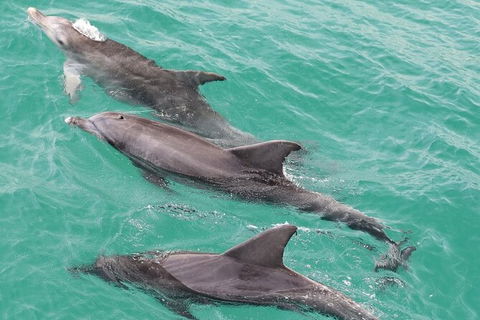 Jervis Bay Dolphin Watch Cruise - Accommodation 4U 7