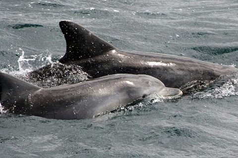 Jervis Bay Dolphin Watch Cruise - Accommodation 4U 5