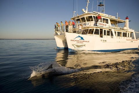 Jervis Bay Dolphin Watch Cruise - Accommodation 4U 2