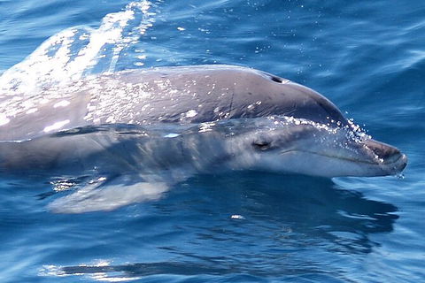 Jervis Bay Dolphin Watch Cruise - Accommodation 4U 3