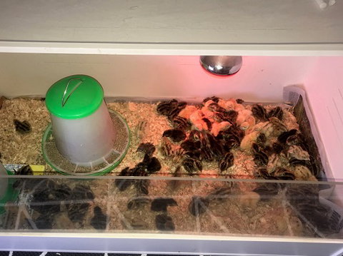 Meet The Animals - Accommodation 4U 2