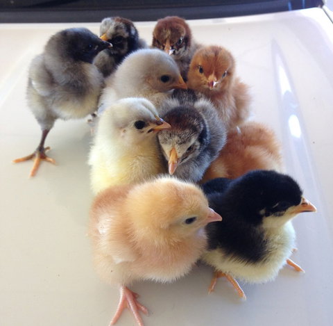 Meet The Animals - Accommodation 4U 1