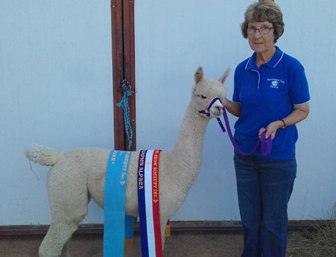 Marchmont Park Alpacas - Accommodation 4U 0