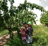 Harben Vale Pick Your Own Cherries - Accommodation 4U