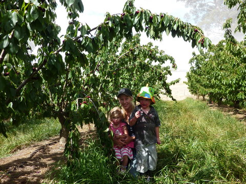 Harben Vale Pick Your Own Cherries - Accommodation 4U 0