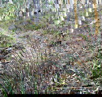 Historic Water Race Walking Track - Accommodation 4U