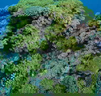 Keeper Reef Dive Site - Accommodation 4U