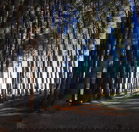 Mountain Bike Trails Tumbarumba - Accommodation 4U