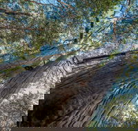 Wallumatta Nature Reserve - Accommodation 4U