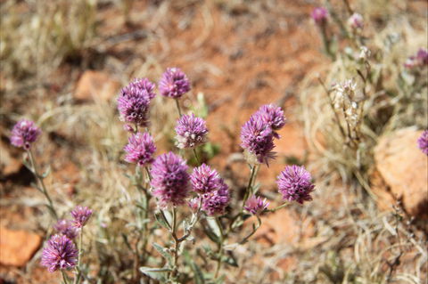 Walpa Gorge Walk - Accommodation 4U 0