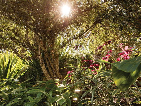 Wendy Whiteley's Secret Garden - Accommodation 4U 1