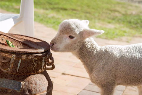 White Ridge Farm - Accommodation 4U 2