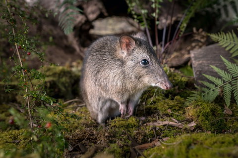 Wildlife Wonders - Accommodation 4U 0